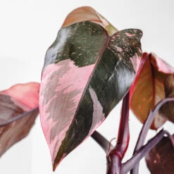 Pink Princess Philodendron -Green Plant Store Pink Princess 2