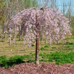 Pink Snow Showers™ Weeping Cherry Tree -Green Plant Store Pink Snow Showers Flowering Chery 1