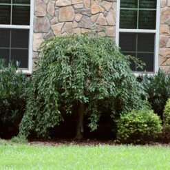 Pink Snow Showers™ Weeping Cherry Tree -Green Plant Store Pink Snow Showers Flowering Chery 4