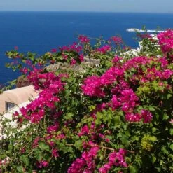Pink Pixie Bougainvillea -Green Plant Store Pixie Pink BOugainv illea FGT 3