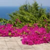 Pink Pixie Bougainvillea -Green Plant Store Pixie Pink BOugainvillea FGT 600x6004 b15a7a11 8d12 4e58 a9fe 00bf0e9b4685