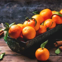 Pixie Mandarin Tree -Green Plant Store Pixie Mandarin Tree 3