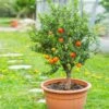 Pixie Mandarin Tree 2 Pixie Mandarin Tree -Green Plant Store Pixie Mandarin Tree FGT 600x600 e99a8ce9 e0fd 4891 bcec f674402f83e1