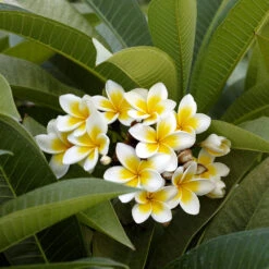 Plumeria -Green Plant Store Plumeria white