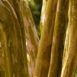 Pink Velour Crape Myrtle 15 Pink Velour Crape Myrtle -Green Plant Store Pnk Velour Crape Myrtle