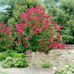 Pink Velour Crape Myrtle 13 Pink Velour Crape Myrtle -Green Plant Store Pnk Velour Crape Myrtle 4 FGT