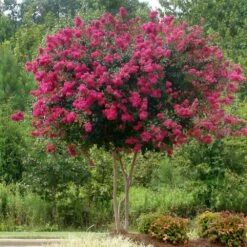 Pink Velour Crape Myrtle 11 Pink Velour Crape Myrtle -Green Plant Store Pnk Velour Crape Myrtle 5 FGT