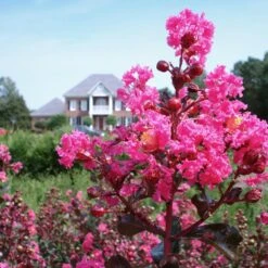 Pink Velour Crape Myrtle 12 Pink Velour Crape Myrtle -Green Plant Store Pnk Velour Crape Myrtle 6 FGT