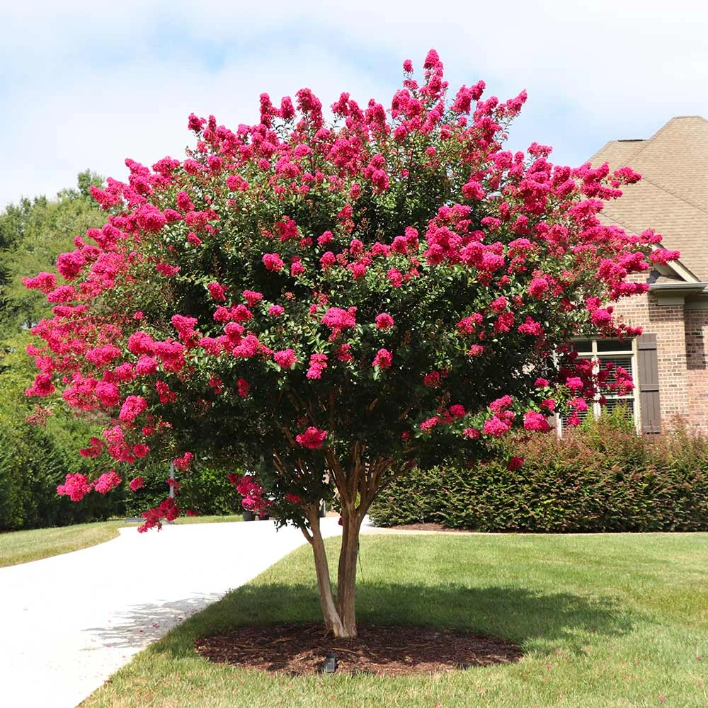 Pink Velour Crape Myrtle 4 Pink Velour Crape Myrtle - Image 2