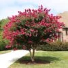 Pink Velour Crape Myrtle 1 Pink Velour Crape Myrtle -Green Plant Store Pnk Velour Crape Myrtle FGT 600x600 b03142bb 2ee6 41eb 8c3b 61824ffc7733