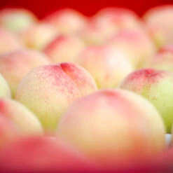 Polly Peach Tree -Green Plant Store Polly Peach 2