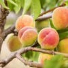 Polly Peach Tree 2 Polly Peach Tree -Green Plant Store Polly Peach FGT 600x600 1