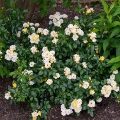 Popcorn Drift® Rose 7 Popcorn Drift® Rose -Green Plant Store Popcorn Drift Rose 3