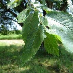 Prairie Expedition® Elm Tree -Green Plant Store Prairie Expedition Elm 2