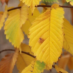 Prairie Expedition® Elm Tree -Green Plant Store Prairie Expedition Elm 3