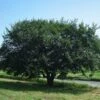 Prairie Expedition® Elm Tree 1 Prairie Expedition® Elm Tree -Green Plant Store Prairie Expedition Elm FGT 600x600 c746e7fe 4ee2 4b9c ba34 fb285d23b7a7