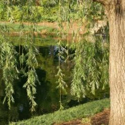 Prairie Cascade Weeping Willow -Green Plant Store Prarie Cascade Willow 2