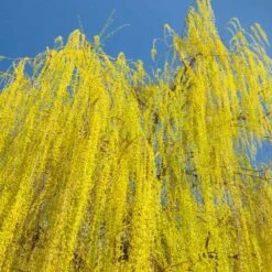 Prairie Cascade Weeping Willow -Green Plant Store Prarie Cascade Willow 3 FGT