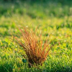 Prairie Fire Sedge -Green Plant Store Prarie Fire Sedge 5 FGT