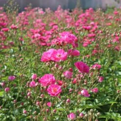 Pretty Polly® Pink Rose 9 Pretty Polly® Pink Rose -Green Plant Store Pretty Polly Pink