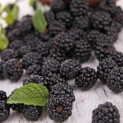 Prime Ark Freedom Blackberry - USDA Organic -Green Plant Store Prime Ark Freedom Blackberries 2 450w 6eb9fce9 bbe8 4d18 aff3 ccaf8f5427c6