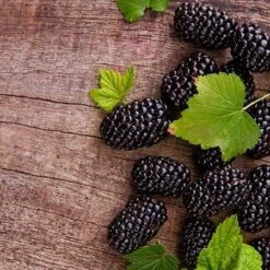 Prime Ark Freedom Blackberry - USDA Organic -Green Plant Store Prime Ark Freedom Blackberries 450w d5286eb3 bcc5 4d9f baed f30b1d6d3dee