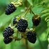 Prime Ark Freedom Blackberry - USDA Organic -Green Plant Store Prime Ark Freedom Blackberry bush 350w 9cbf9bb2 77d7 4a3f b9a4 c7f5fe216d50