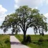 Princeton American Elm Tree -Green Plant Store Princeton American Elm FGT 600x600 94f09218 9bde 4ff2 9265 3b41d941b4b2