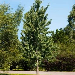Princeton Sentry™ Columnar Ginkgo Tree -Green Plant Store Princeton Sentry Ginkgo Tree 1