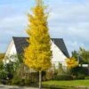 Princeton Sentry™ Columnar Ginkgo Tree 2 Princeton Sentry™ Columnar Ginkgo Tree -Green Plant Store Princeton Sentry Ginkgo Tree 600x600 fc9f7916 3ff4 4782 aed0 0cca999aa227