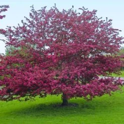 Profusion Crabapple Tree -Green Plant Store Profussion Crabapple 5