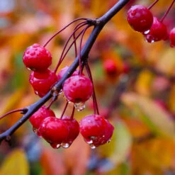 Profusion Crabapple Tree -Green Plant Store Profussion Crabapple 6