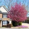Profusion Crabapple Tree -Green Plant Store Profussion Crabapple FGT 600x600 4197319e 7a7f 4531 bddc ad01dbd7ea12
