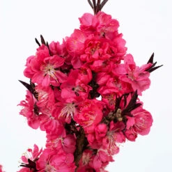 Ruby Ruffle™ Patio Peach Tree -Green Plant Store Prunus RubyRuffles 2