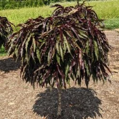 Ruby Ruffle™ Patio Peach Tree -Green Plant Store Prunus RubyRuffles 3