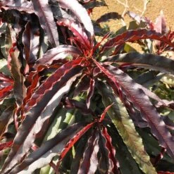 Ruby Ruffle™ Patio Peach Tree -Green Plant Store Prunus RubyRuffles 6