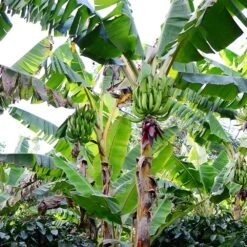 Puerto Rican Plantain Banana Tree 14 Puerto Rican Plantain Banana Tree -Green Plant Store Puerto Rican Plantain Banana Tree 10