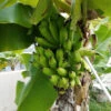 Puerto Rican Plantain Banana Tree 2 Puerto Rican Plantain Banana Tree -Green Plant Store Puerto Rican Plantain Banana Tree 600x600 ddb0a822 8a0f 4f43 b9b1 2cbae1c185de