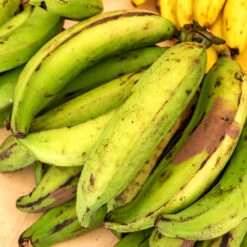 Puerto Rican Plantain Banana Tree 11 Puerto Rican Plantain Banana Tree -Green Plant Store Puerto Rican Plantain Banana Tree 7