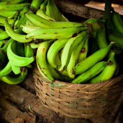 Puerto Rican Plantain Banana Tree 13 Puerto Rican Plantain Banana Tree -Green Plant Store Puerto Rican Plantain Banana Tree 9