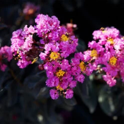 Black Diamond® Crape Myrtle - Purely Purple™ -Green Plant Store Purely Purple 1