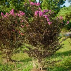 Black Diamond® Crape Myrtle - Purely Purple™ -Green Plant Store Purely Purple 3