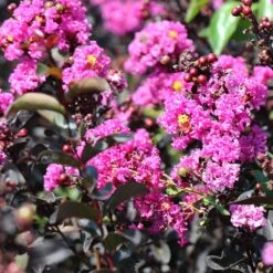 Black Diamond® Crape Myrtle - Purely Purple™ -Green Plant Store Purely Purple 4