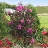 Black Diamond® Crape Myrtle - Purely Purple™ -Green Plant Store Purely Purple 600x600 f4511df5 e7fb 4130 8f9c 95337f568af6