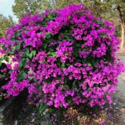 New River Purple Bougainvillea 15 New River Purple Bougainvillea -Green Plant Store Purple Bougainvillea New River 11