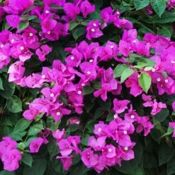 New River Purple Bougainvillea 19 New River Purple Bougainvillea -Green Plant Store Purple Bougainvillea New River 12 FGT