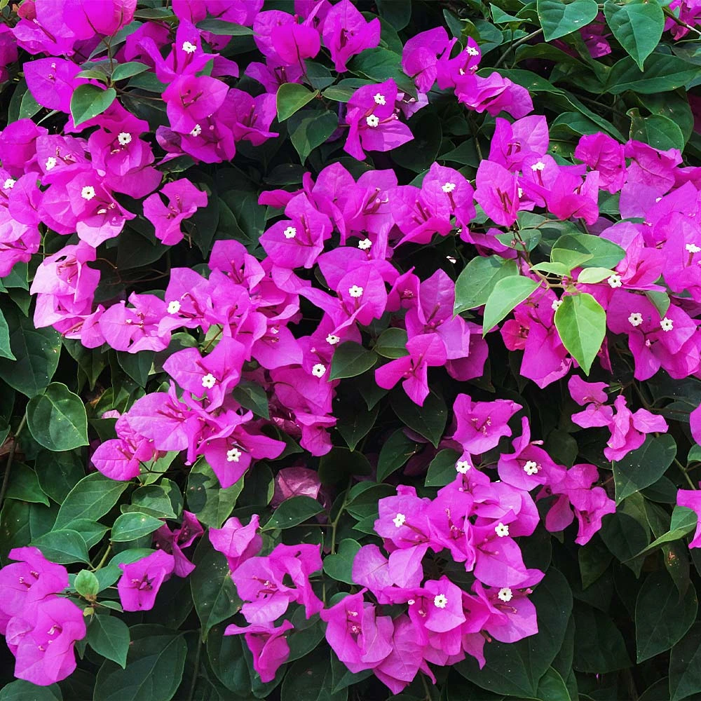 New River Purple Bougainvillea 9 New River Purple Bougainvillea - Image 7