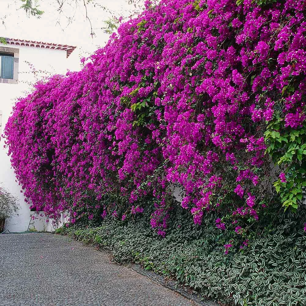 New River Purple Bougainvillea 10 New River Purple Bougainvillea - Image 8