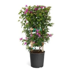 New River Purple Bougainvillea 22 New River Purple Bougainvillea -Green Plant Store Purple Bougainvillea Trelis