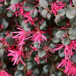 Purple Daydream® Dwarf Loropetalum -Green Plant Store Purple Daydream Loropetalum 1